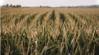 Corn Field of Acris Agro Agroholding 